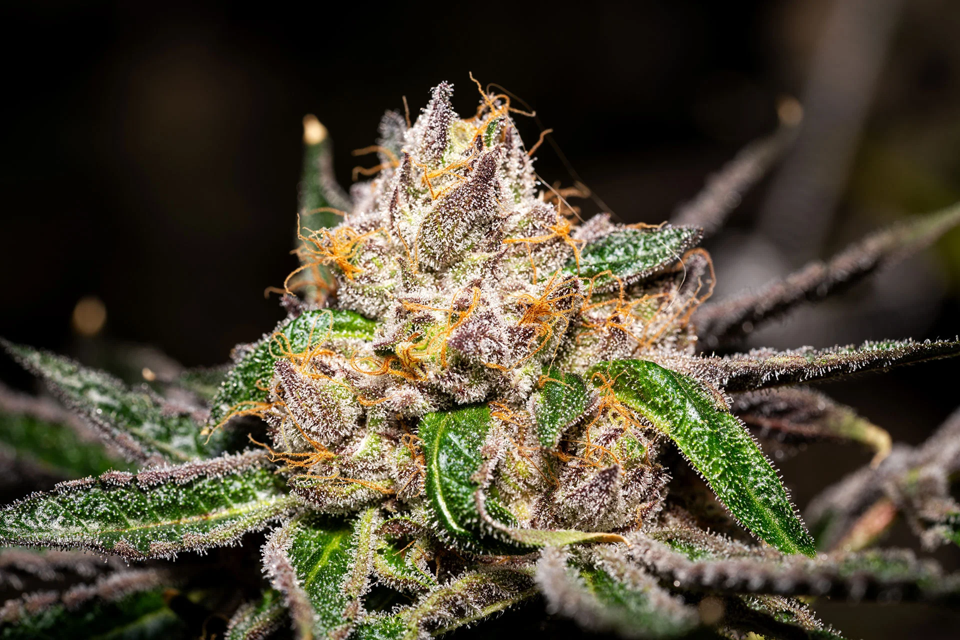 Health Benefits Of Cannabis, According To Experts